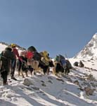 Yak herders take lead over pass