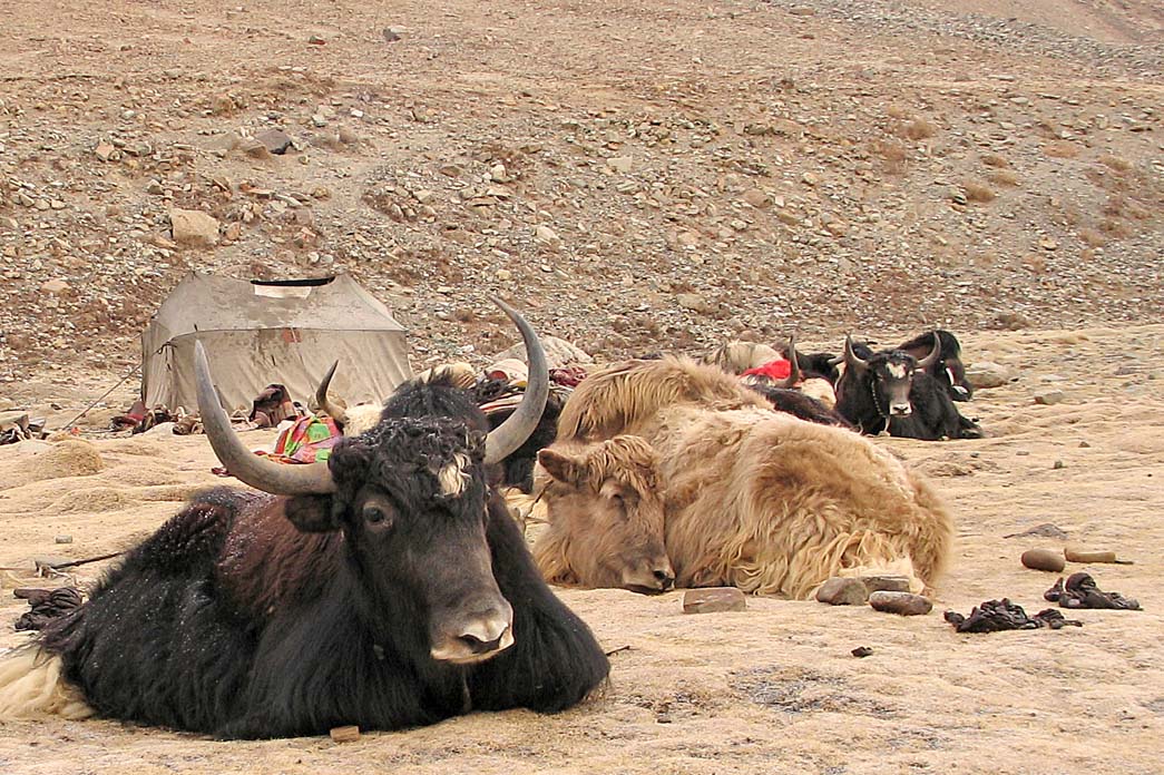46_yaks_resting_near_yakherdertent_3rd_evening