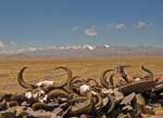 17_horns-on-pass-on-way-to-kailash