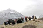 22_yak_hearders_adjust_aload_and_ponder_the_trail